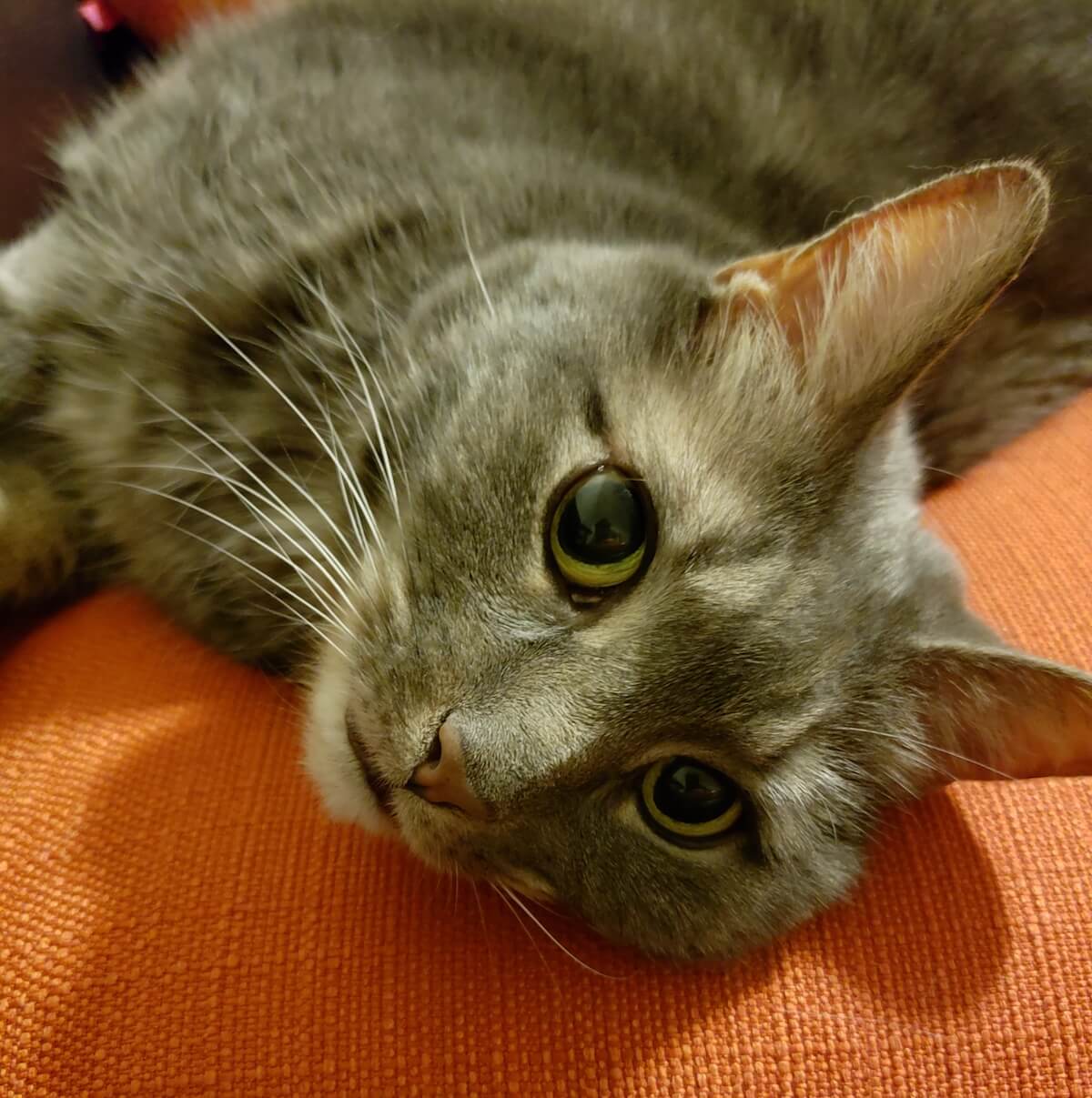 Cat resting on pillow