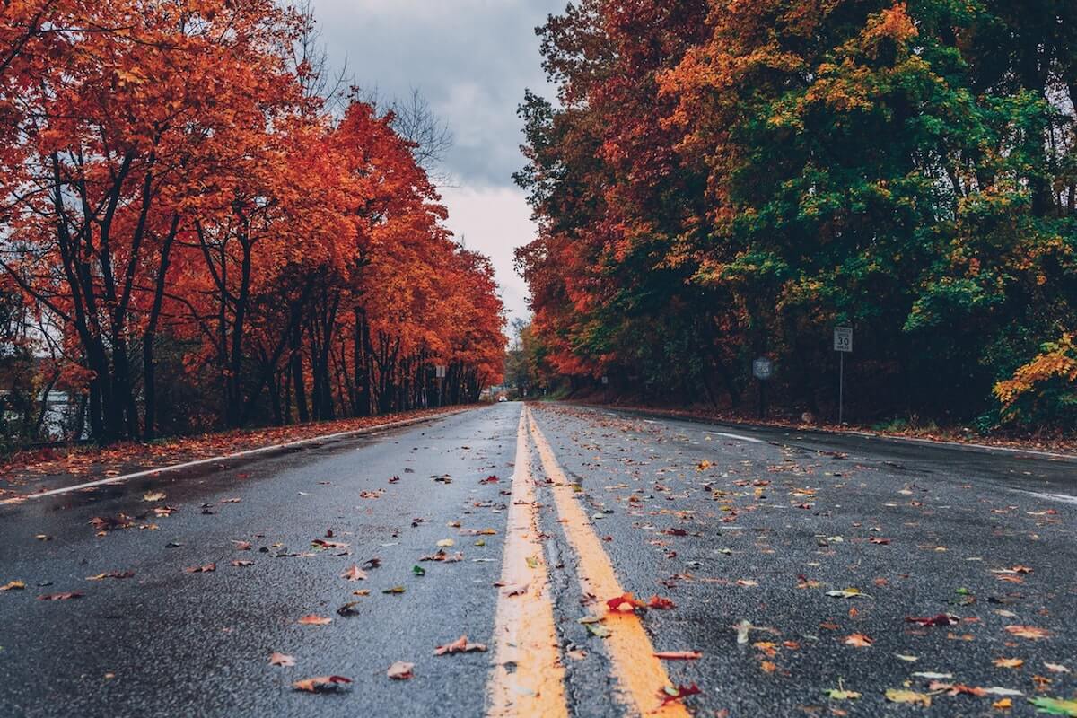 concrete-road-between-trees-1563356 2