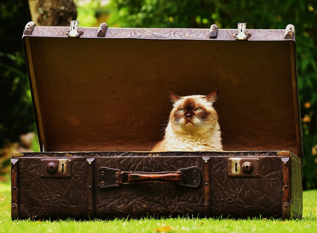 Luggage Cat.