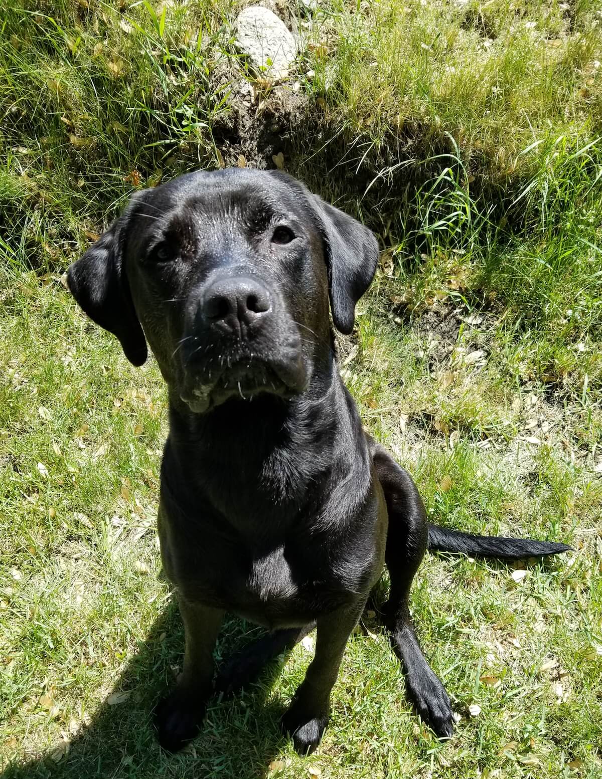 Dog in the grass