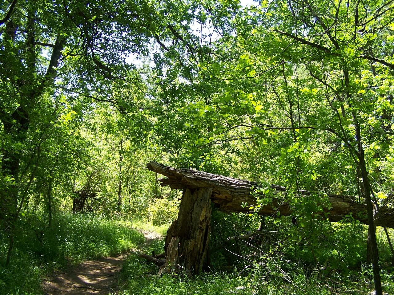 Broken tree fallen in forest