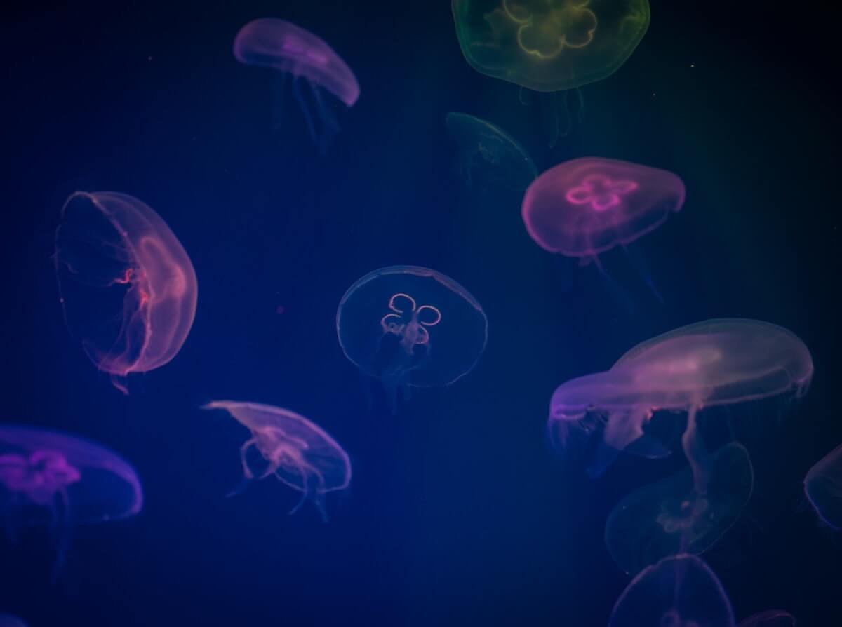 jellyfish digital wallpaper 753267 2