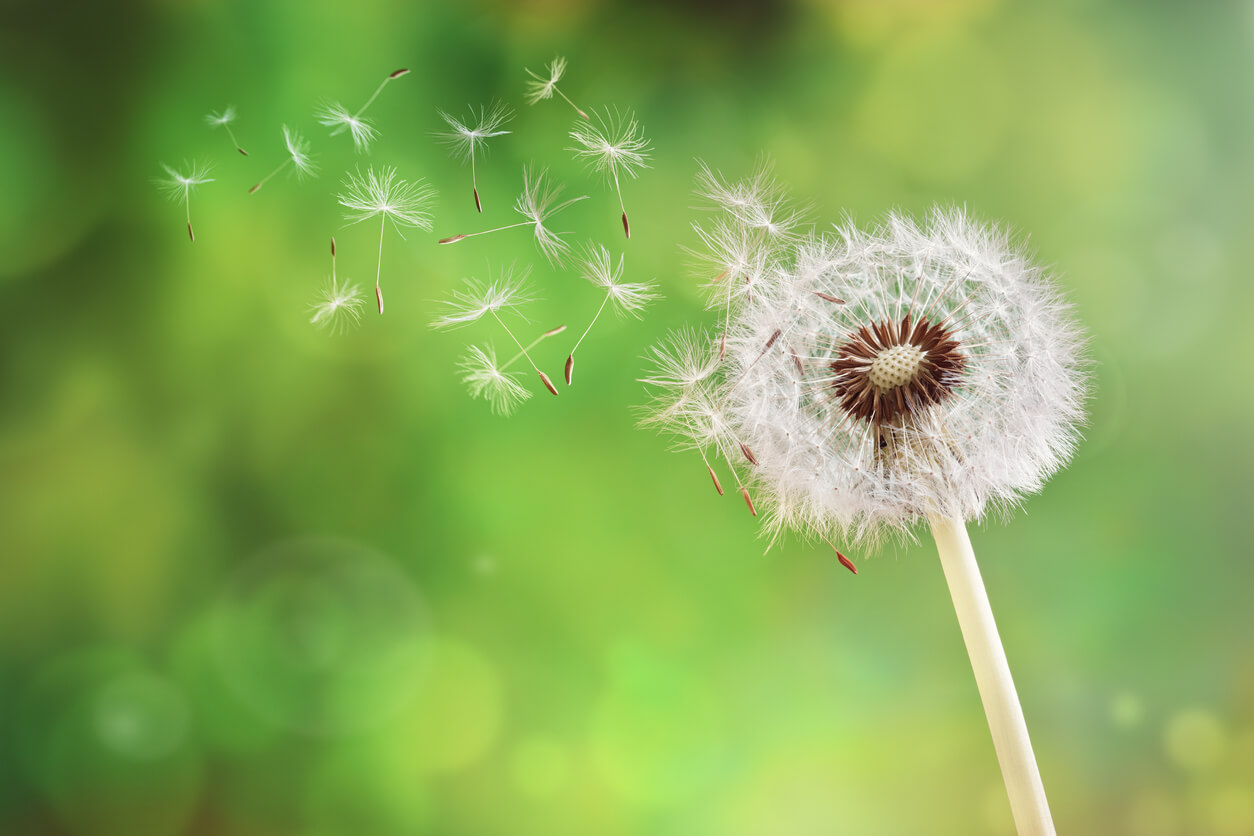 dandelion with seeds blowing off