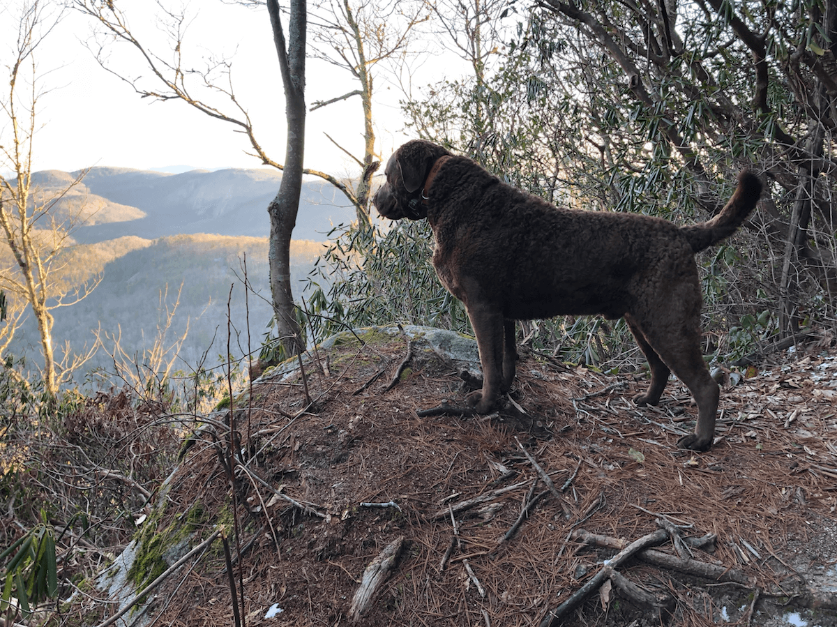 Craig Moores dog in the mountains