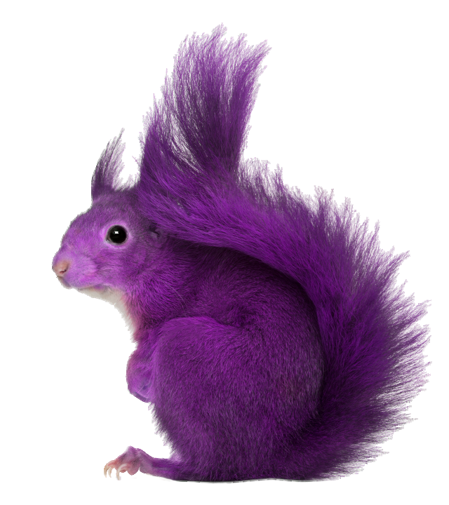 Purple Squirrel