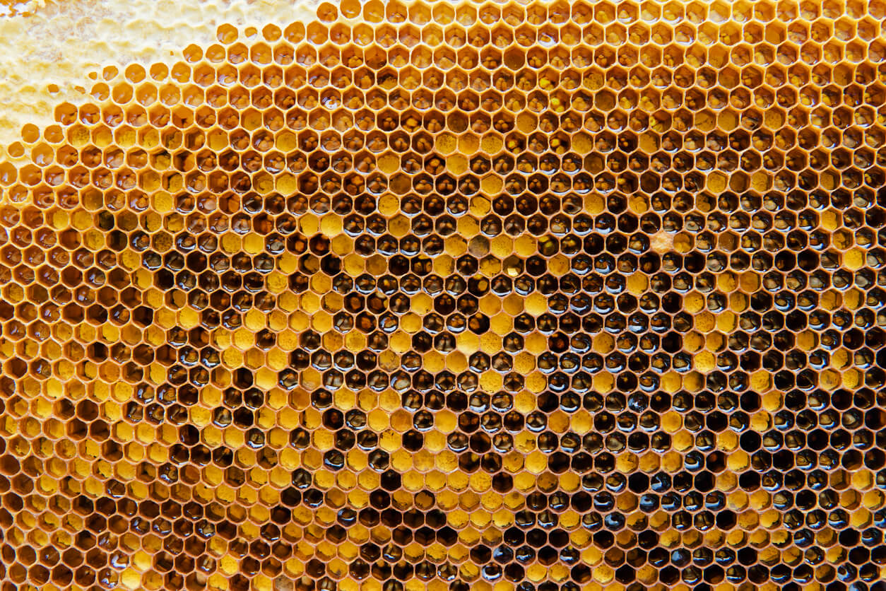 beehive honeycomb closeup