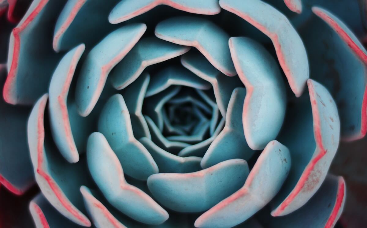 succulent close-up