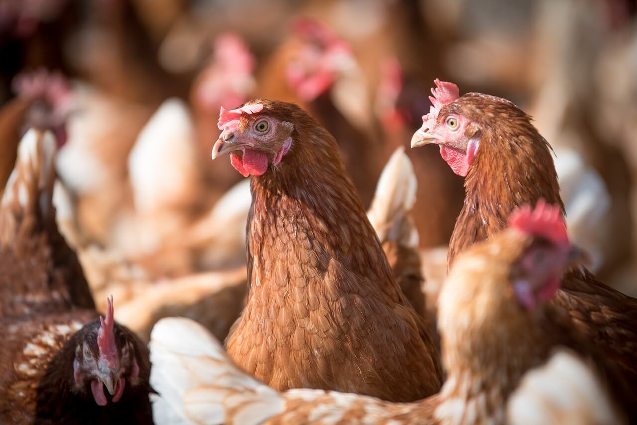 hens together in a cage