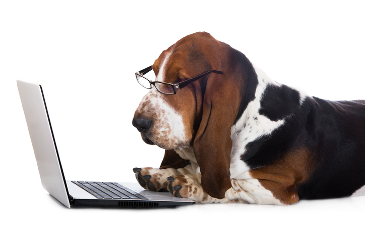Dog and computer