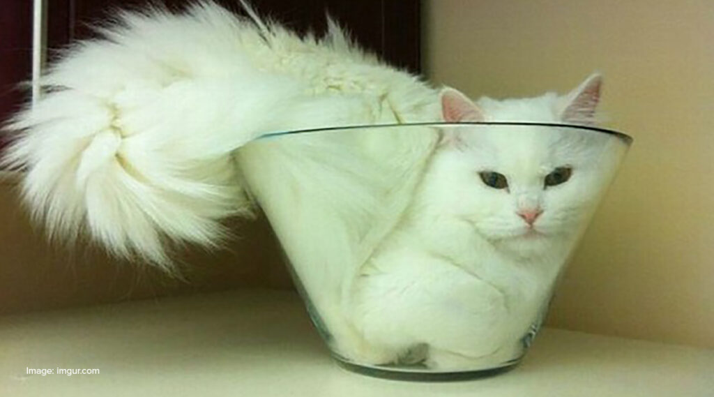 A cat inside a bowl illustrates the main topic: mobile experience design is not a shrink to fit exercice