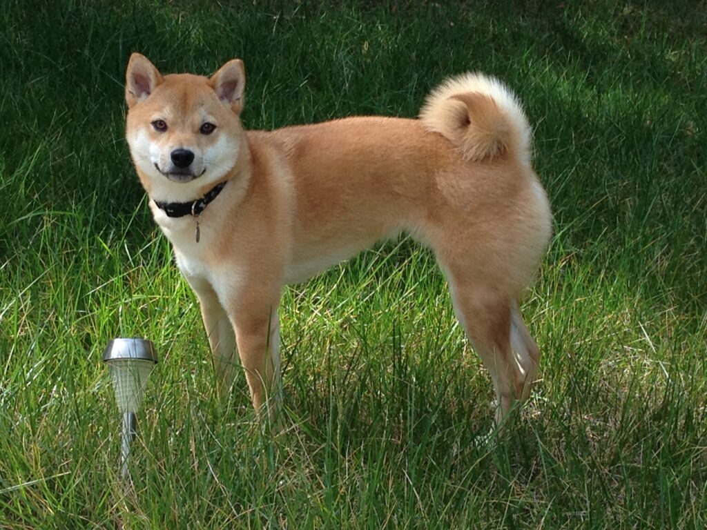 Image of Boba the Shiba Inu in a field. 